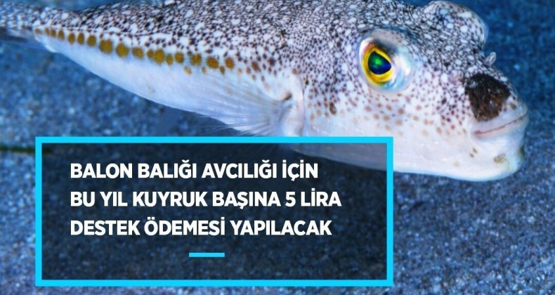 Balon balığı avcılığına destek geldi