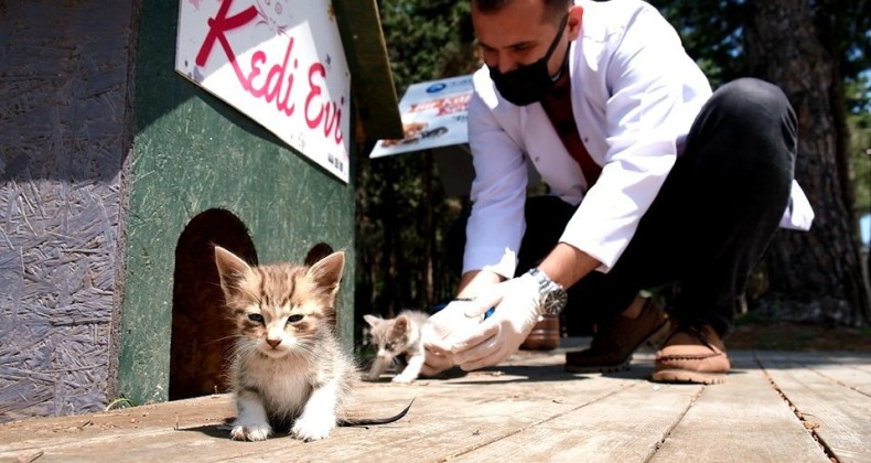 Canik’te Can Dostlarına Sahip Çıkılıyor