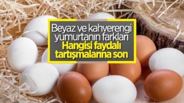 Hangisi daha faydalı: Beyaz ve kahverengi yumurta arasındaki farklar