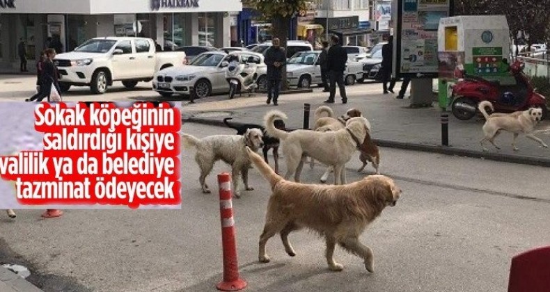 Danıştay’dan emsal karar…Sokak köpeği saldırısında valilik ya da belediye tazminat ödeyecek