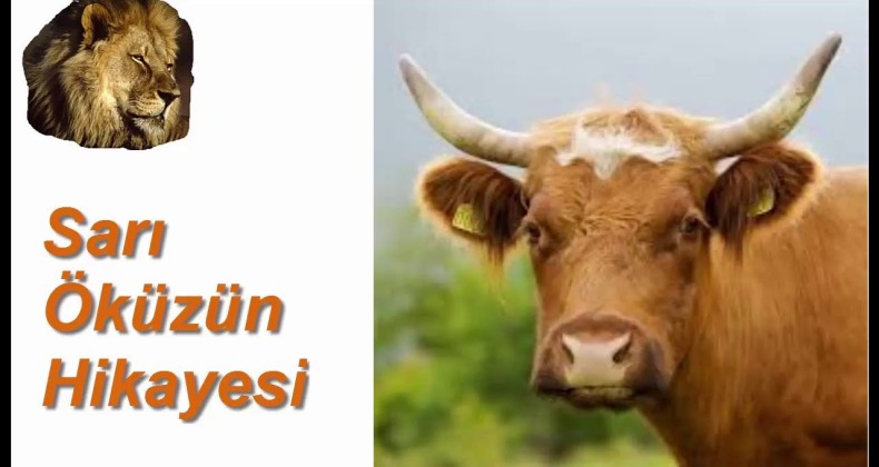 İşte ‘Sarı Öküz’ hikayesi