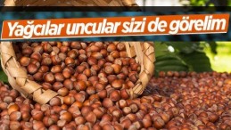 Fındık fiyatları 10 lira birden düştü