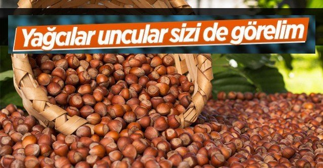 Fındık fiyatları 10 lira birden düştü