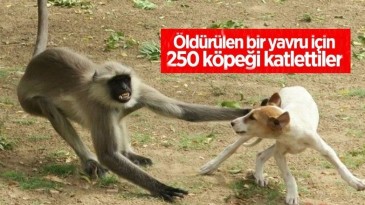 Maymunların İntikamı korkunç oldu: 250 köpek öldürdüler