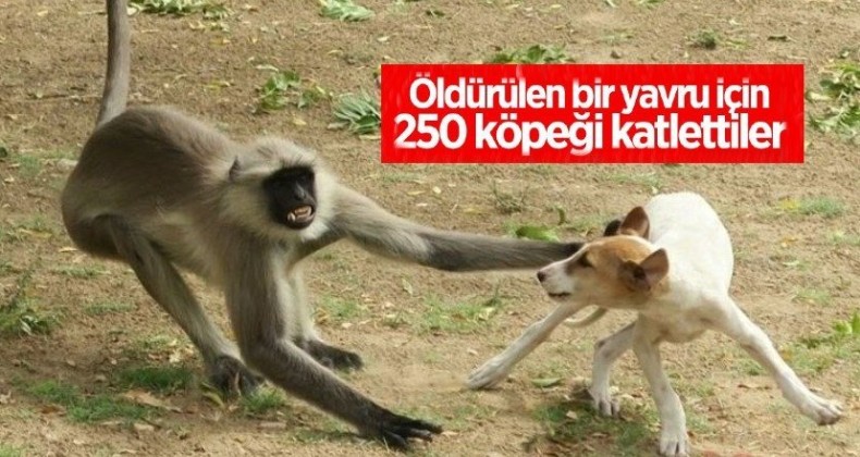 Maymunların İntikamı korkunç oldu: 250 köpek öldürdüler