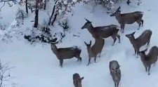 Samsun’da aç kalan geyikler mahallelere indi