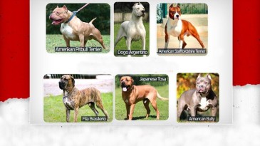 Bu köpekleri kayıt yaptırmayanlar yandı!