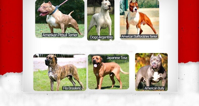 Bu köpekleri kayıt yaptırmayanlar yandı!