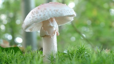 Samsun’da 3 kişi yedikleri mantardan zehirlendi