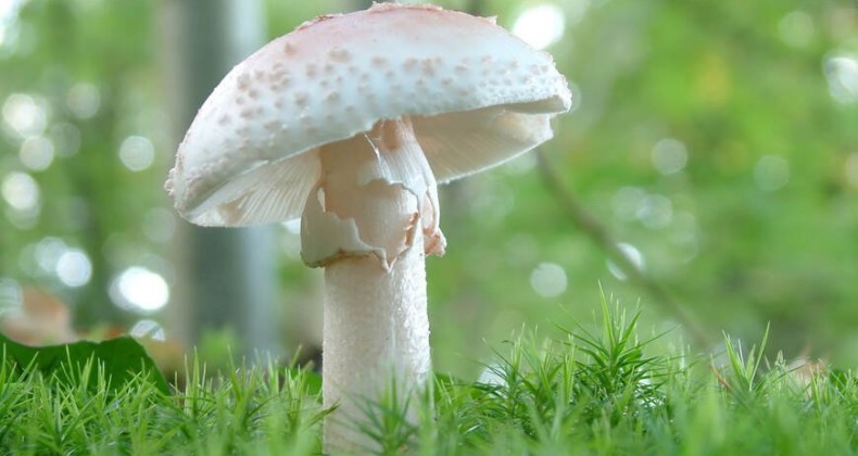 Samsun’da 3 kişi yedikleri mantardan zehirlendi