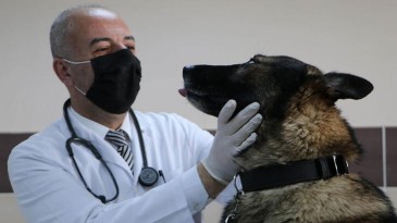 Prof. Dr. Aktaş: Köpek saldırdığında kaçmayın