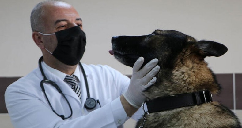 Prof. Dr. Aktaş: Köpek saldırdığında kaçmayın