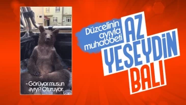 Düzce’de bal kovasına dalan ayı, komaya girdi
