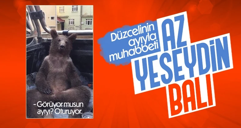 Düzce’de bal kovasına dalan ayı, komaya girdi