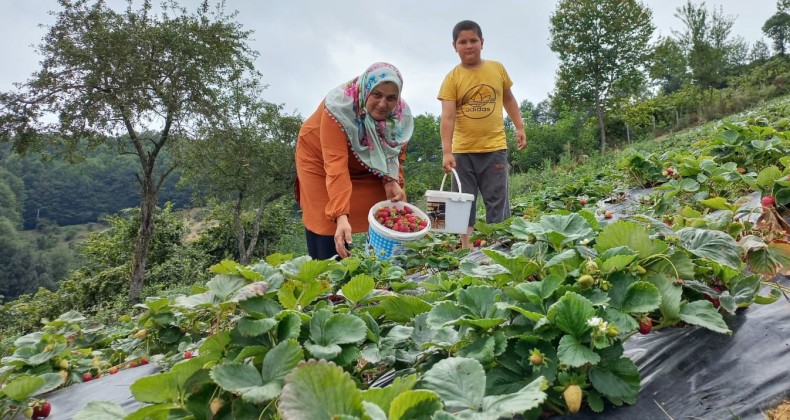 Samsun’da çilek üretimi artıyor