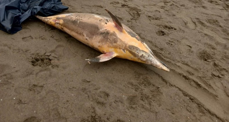 Samsun’da ölü yunuslar sahile vurdu, vatandaş tepki gösterdi