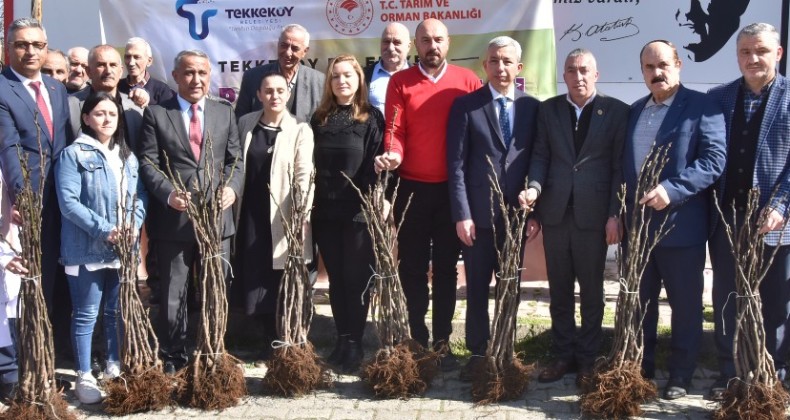 Tekkeköy’de çiftçilere mor patlıcan inciri fidanı dağıtıldı