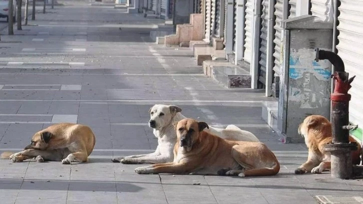 Başıboş Köpek Sorunu: Çözüm İnsanlıktan Geçiyor